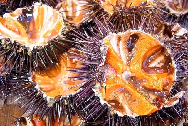 Nhum biển, đặc sản không phải có tiền lúc nào mua cũng được.