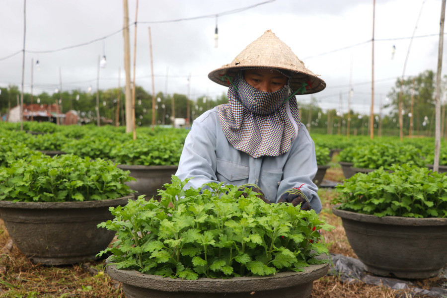 Vụ hoa Tết năm nay, chị Nguyễn Thị Thanh Nga (tổ 3, phường Ngô Mây, thị xã An Khê) không dám trồng nhiều như mọi năm. Ảnh: Ngọc Minh