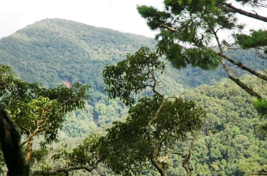 Hệ thống rừng thường xanh ở khu bảo tồn thiên nhiên Kon Chư Răng gần như còn nguyên vẹn. Ảnh Tư liệu