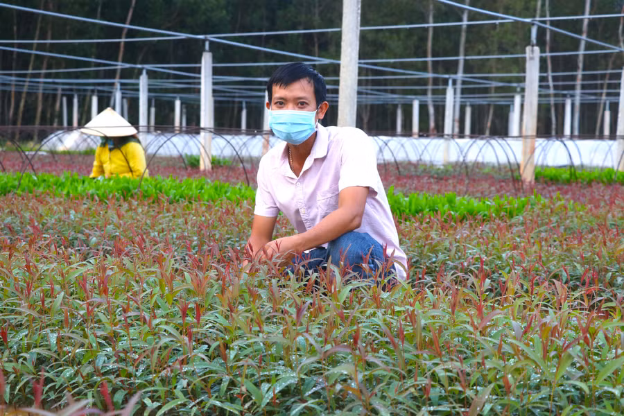 Đến nay, anh Biên đã bán được 30 ngàn cây bạch đàn và 100 ngàn cây keo, giá bán bình quân trên dưới 2.000 đồng cây. Sau khi trừ chi phí anh thu về 120 triệu đồng. Ảnh: Ngọc Minh