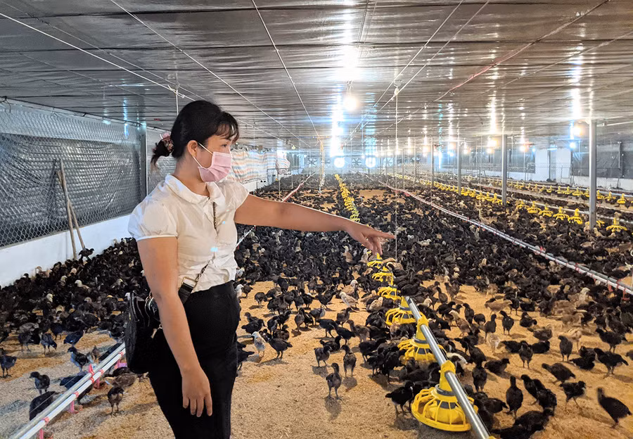  Việc ứng dụng công nghệ cao đã giúp chị Trần Thị Thủy Triều tiết giảm chi phí và nâng cao hiệu quả chăn nuôi. Ảnh: Nguyễn Hiền