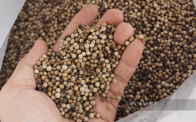 Chế biến tiêu sọ xuất khẩu ở HTX Lâm San, Đồng Nai. Ảnh: Nguyên Vỹ