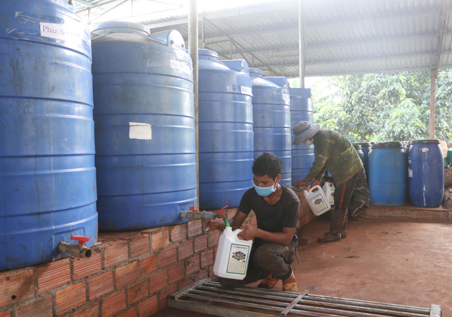 Anh Đinh Thanh tiến hành chiết rót phân hữu cơ sau 1 tháng ngâm ủ