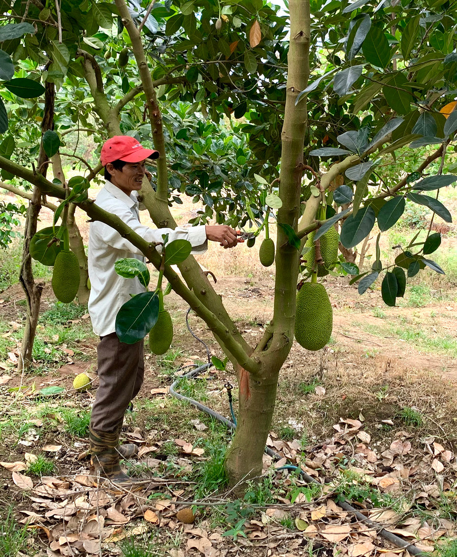 Anh Nguyễn Quang Phú (xã Ia Púch, huyện Chư Prông) bên vườn mít Thái được đầu tư từ vốn vay chính sách. Ảnh: Hà Duy Anh Nguyễn Quang Phú (làng Bỉh, xã Ia Puch, huyện Chư Prông) bên vườn mít thái được đầu tư từ vốn vay chính sách. Ảnh: Hà Duy