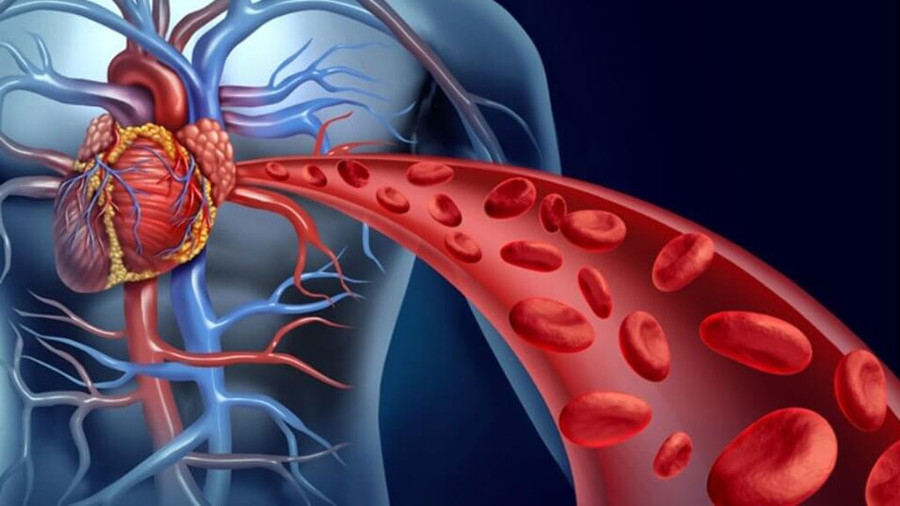 Tỏi có thể làm giãn mạch máu và tăng lưu lượng máu. Ảnh: Shutterstock