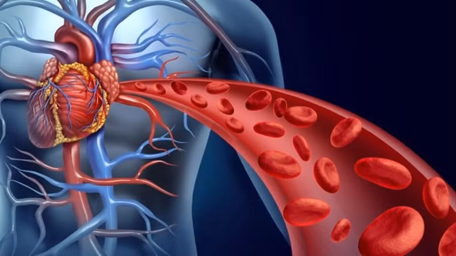 Tỏi có thể làm giãn mạch máu và tăng lưu lượng máu. Ảnh: Shutterstock