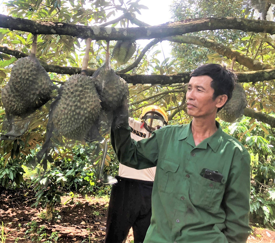  Gia đình ông Hà Đăng Thuận (làng O Pếch, xã Ia Pếch, huyện Ia Grai) có thu nhập cao nhờ trồng xen sầu riêng trong vườn cà phê. Ảnh: Đinh Yến