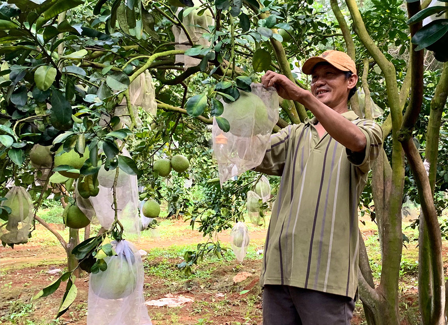Nhiều hộ dân huyện Đức Cơ chuyển diện tích hồ tiêu bị chết sang trồng cây ăn quả. Ảnh: Hà Duy Nhiều hộ dân huyện Đức Cơ chuyển diện tích hồ tiêu bị chết sang trồng cây ăn quả. Ảnh: Hà Duy