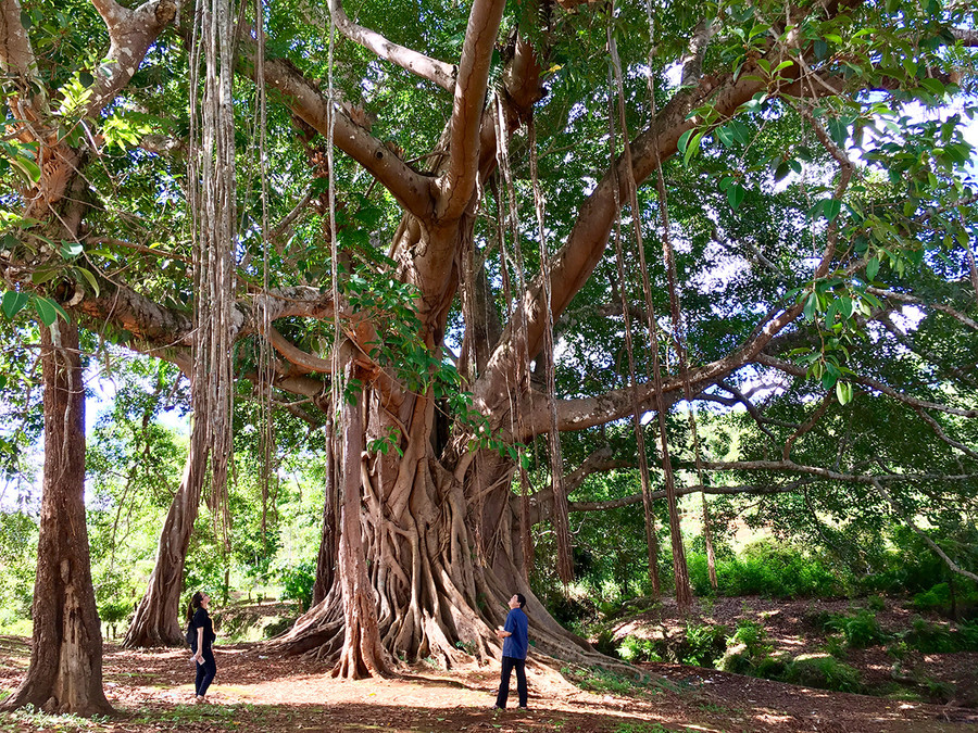 Cây đa làng Ghè là điểm tham quan thú vị trong kế hoạch kêu gọi đầu tư, phát triển du lịch của huyện Đức Cơ .jpg