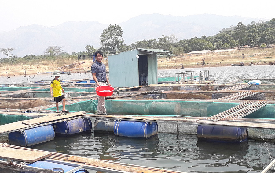  Mô hình nuôi cá lồng bè của HTX Nông nghiệp và Nuôi trồng thủy sản Ia Grăng (xã Ia Grăng, huyện Ia Grai). Ảnh: Lê Nam