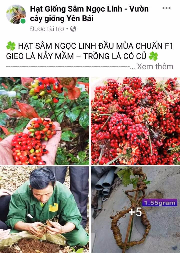 Rất dễ tìm mua hạt giống được giới thiệu là sâm Ngọc Linh trên mạng xã hội. Ảnh: H.L