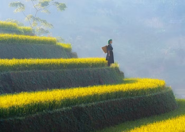 Vẻ đẹp huyền ảo vào buổi sớm ở đồi mâm xôi. Ảnh: luhanh