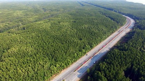 Những cánh rừng bạt ngàn xanh ngút tầm mắt dọc tuyến đường huyết mạch Rừng Sác-Cần Giờ. Ảnh: Mạnh Linh/TTXVN