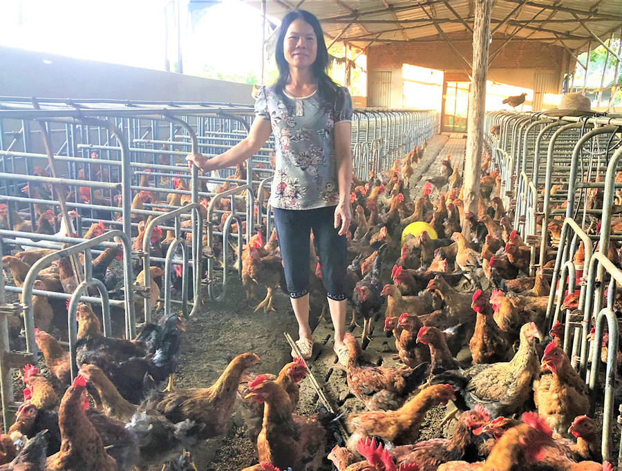  Bà Nguyễn Thị Kim Hoa (thôn 1, xã Ia Nhin) bên trại gà thả vườn của gia đình. Ảnh: Đinh Yến