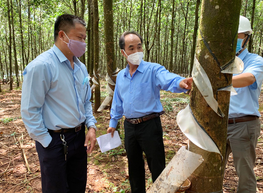 Tổng Giám đốc Võ Toàn Thắng kiểm tra công tác khai thác mủ cao su. Ảnh: Lương Quang Hiền