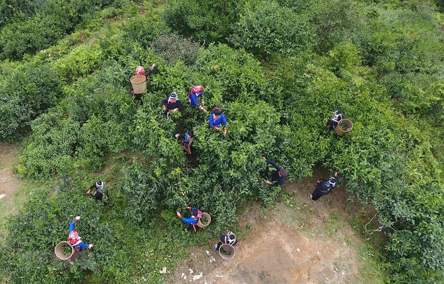 Người dân xã Túng Sán, huyện Hoàng Su Phì (Hà Giang) thu hái chè Shan tuyết. (Ảnh: Nguyễn Chiến-TTXVN)  Người dân xã Túng Sán, huyện Hoàng Su Phì (Hà Giang) thu hái chè Shan tuyết. (Ảnh: Nguyễn Chiến-TTXVN)