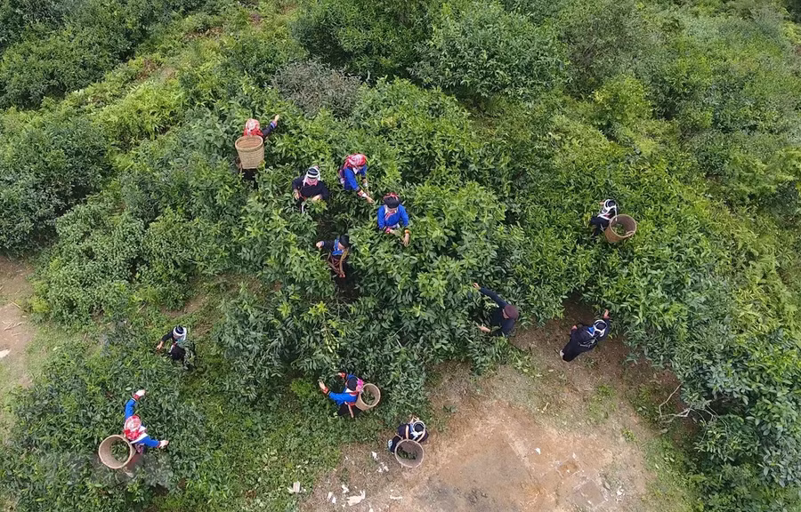  Người dân xã Túng Sán, huyện Hoàng Su Phì (Hà Giang) thu hái chè Shan tuyết. (Ảnh: Nguyễn Chiến-TTXVN)