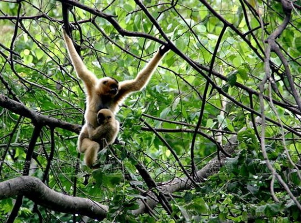 Loài vượn đặc hữu ở Khu dự trữ sinh quyển Lang Biang. Nguồn: Báo ảnh Việt Nam
