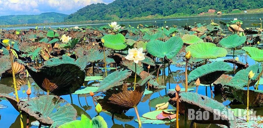 Đã vào đầu thu nhưng những bông sen tại hồ Ea R'bin vẫn khoe sắc.