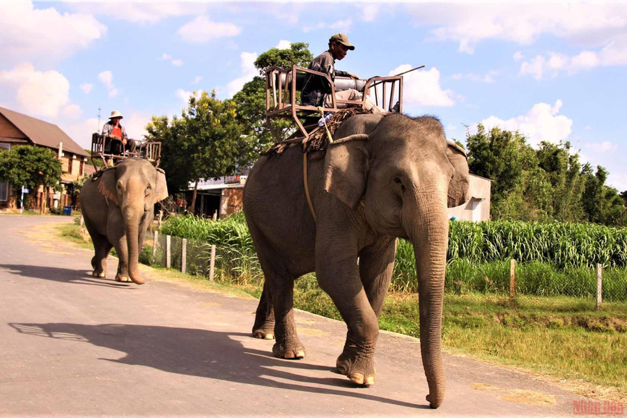 Đàn voi nhà ở huyện Lắk đưa ra rừng chăn thả.