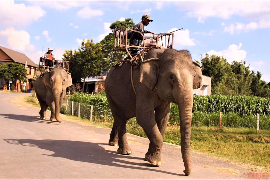 Đàn voi nhà ở huyện Lắk đưa ra rừng chăn thả.