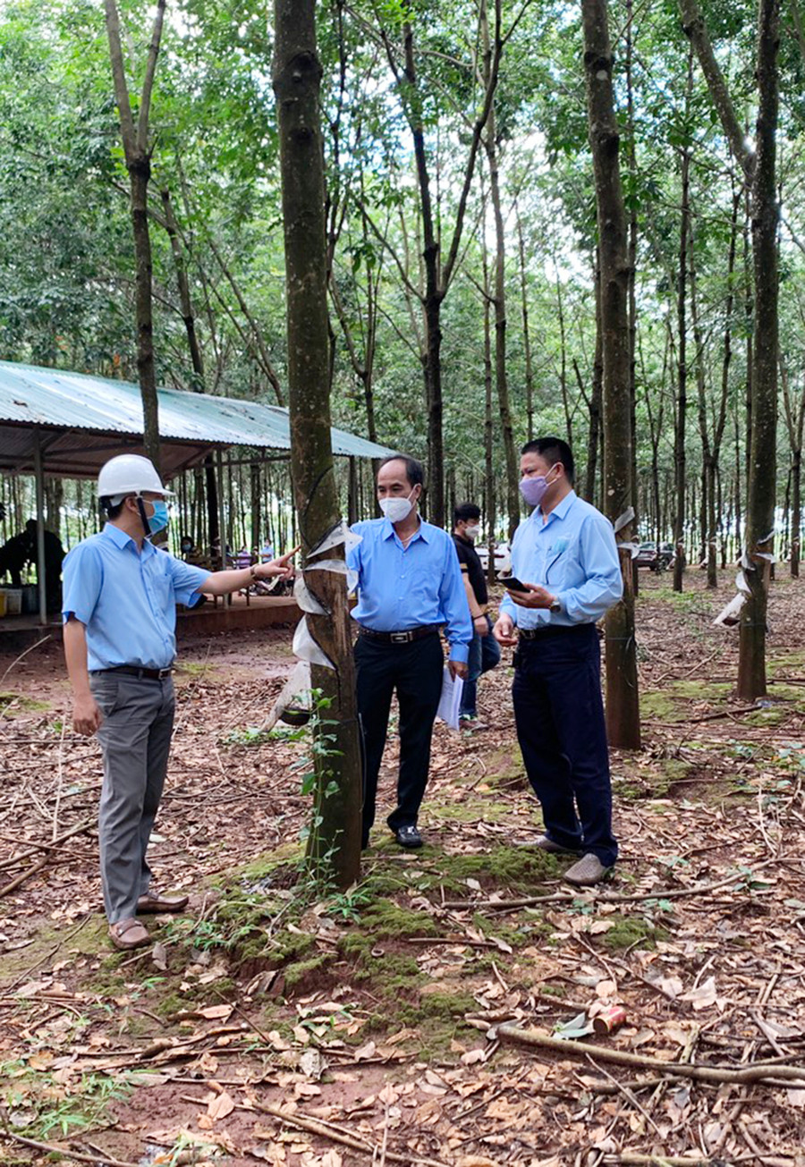 Tổng Giám đốc Võ Toàn Thắng (thứ 2 từ trái sang) kiểm tra công tác khai thác mủ cao su. 
