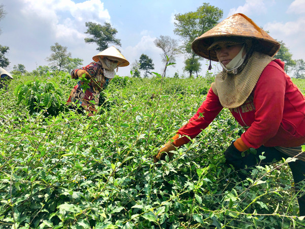 Người dân xã Ia Tiêm (huyện Chư Sê) chăm sóc cây cà gai leo. Ảnh: Ngọc Thu Người dân xã Ia Tiêm (huyện Chư Sê) đang chăm sóc cây cà gai leo. Ảnh Ngọc Thu