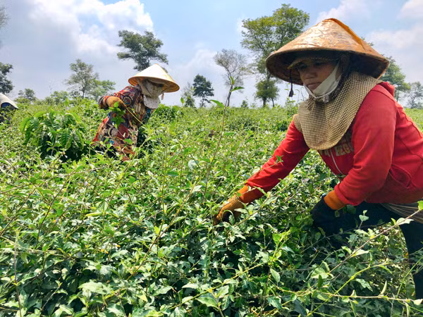 Người dân xã Ia Tiêm (huyện Chư Sê) đang chăm sóc cây cà gai leo. Ảnh Ngọc Thu
