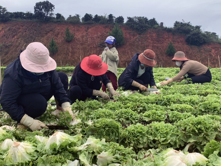 Giãn cách xã hội khiến nguồn rau ở Lâm Đồng ra phía Bắc không nhiều. Ảnh: Lâm Viên  Giãn cách xã hội khiến nguồn rau ở Lâm Đồng ra phía Bắc không nhiều. Ảnh: Lâm Viên