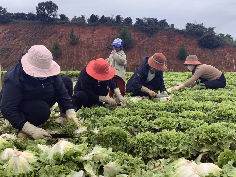 Giãn cách xã hội khiến nguồn rau ở Lâm Đồng ra phía Bắc không nhiều. Ảnh: Lâm Viên Giãn cách xã hội khiến nguồn rau ở Lâm Đồng ra phía Bắc không nhiều. Ảnh: Lâm Viên