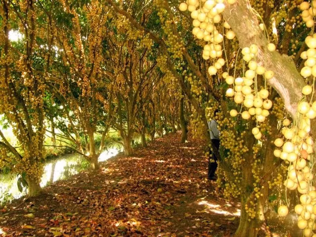  Một vườn bòn bon vào mùa quả chín. ẢNH: T.L