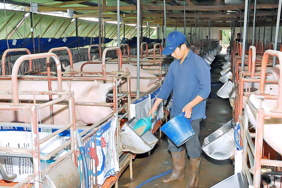  Nhiều mô hình chăn nuôi theo hướng công nghiệp được nông dân áp dụng. Ảnh: Đức Thụy