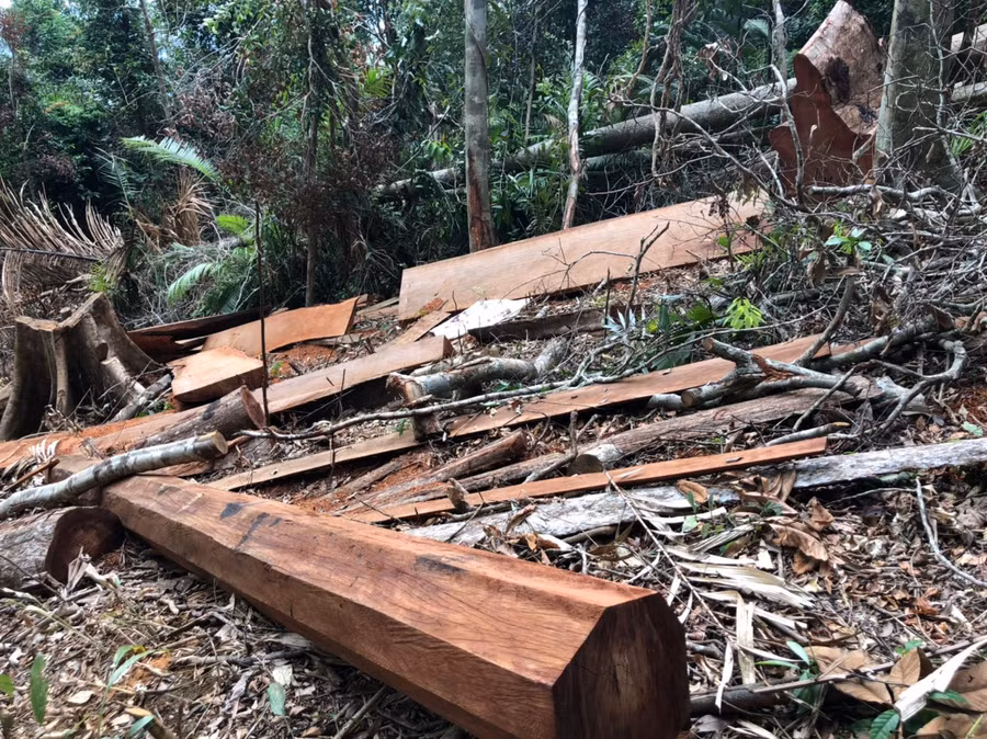Một khu vực hiện trường vụ phá rừng. CƠ QUAN KIỂM LÂM CUNG CẤP