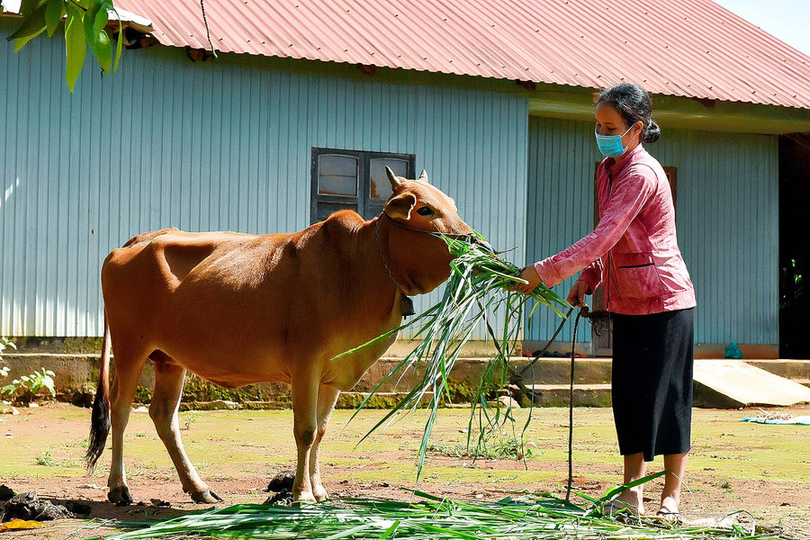 Nhờ được vay vốn kịp thời từ Ngân hàng Chính sách Xã hội, chị Rơ Mah Nar (làng Đê) đã mua thêm bò để có thêm thu nhập.