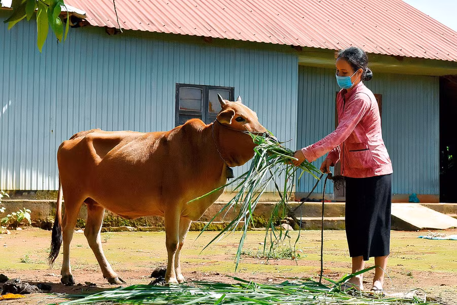 Nhờ được vay vốn kịp thời từ Ngân hàng Chính sách Xã hội, chị Rơ Mah Nar (làng Đê) đã mua thêm bò để có thêm thu nhập.