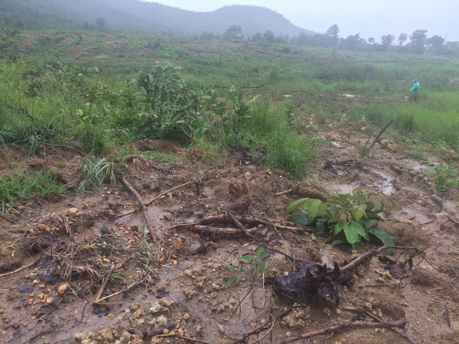 Diện tích rừng bị san ủi tại tiểu khu 1065. Ảnh: Lê Anh