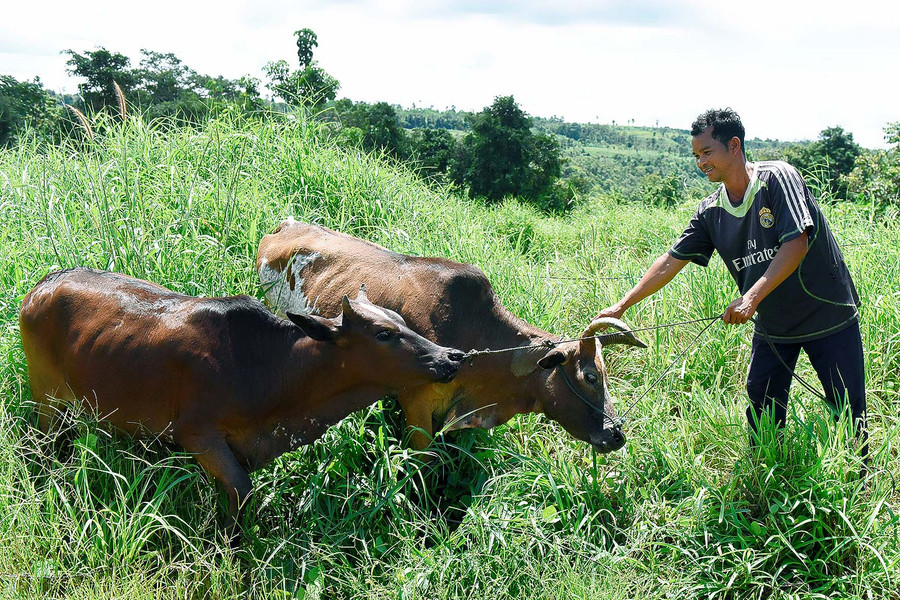 Chăn nuôi bò theo hướng hàng hóa đang được hội viên Hội Nông dân làng Ar Dêl phát triển. 