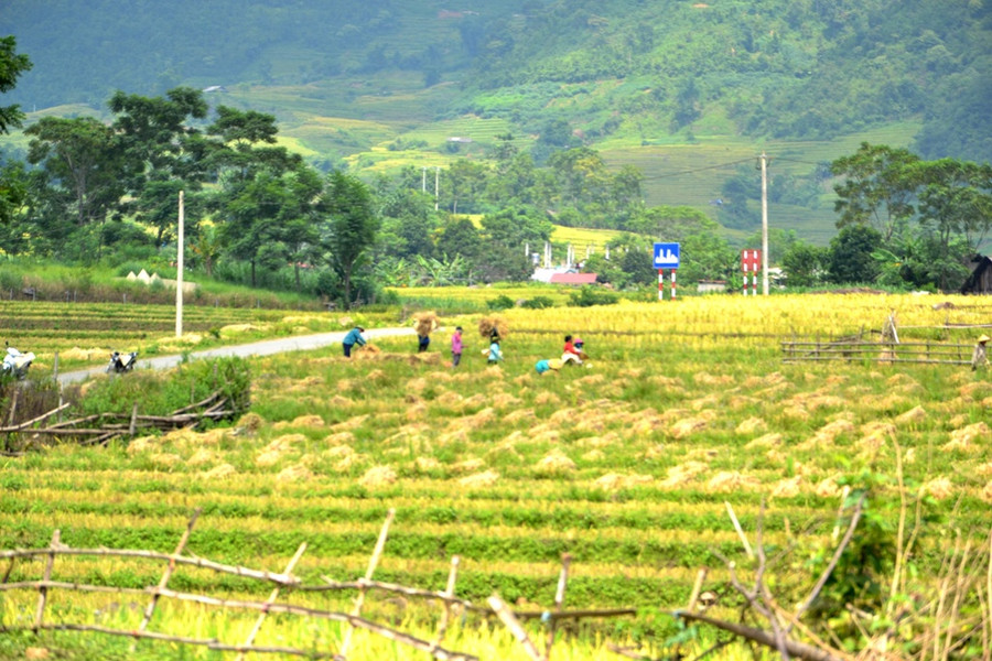 Mang no ấm về bản làng. 