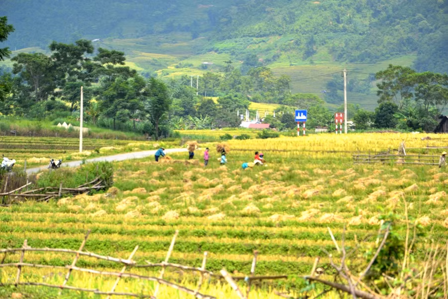 Mang no ấm về bản làng. 