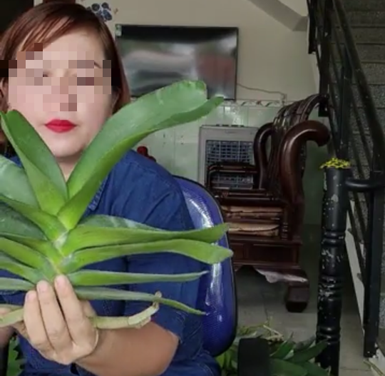 Cô giáo Đào Thị Kim Thạch trong một lần livestream trên Facebook để bán lan. Cô giáo Đào Thị Kim Thạch trong một lần livestream trên Facebook để bán lan
