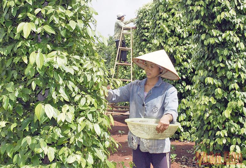 Việt Nam hiện là nước xuất khẩu hồ tiêu lớn nhất thế giới. 