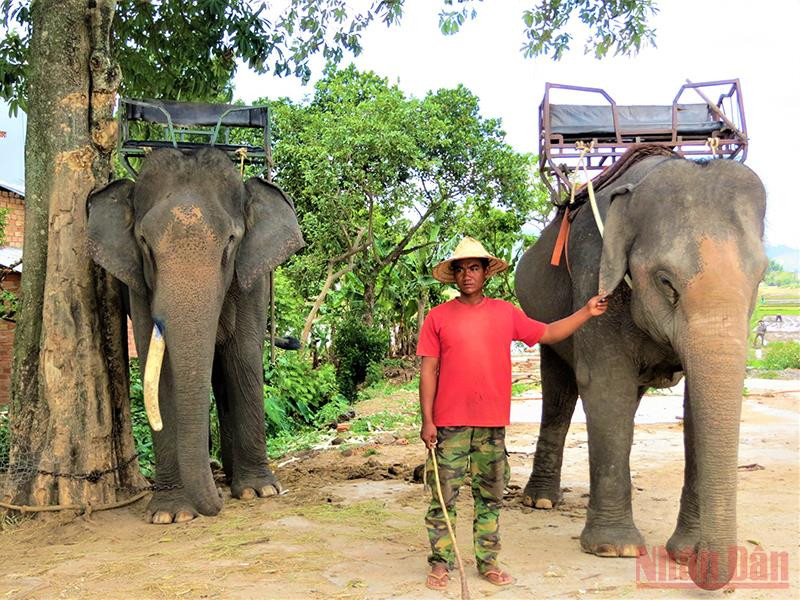 Đến nay, các hộ đồng bào dân tộc sinh sống bên hồ Lắk vẫn còn nuôi dưỡng được 17 con voi, một loại động vật quý hiếm và là một biểu tượng của Tây Nguyên cần được bảo tồn, gìn giữ. Trong thời gian ảnh hưởng dịch Covid-19, đàn voi không phục vụ du lịch mà được đưa về rừng chăn thả để sinh sống trong môi trường tự nhiên. 