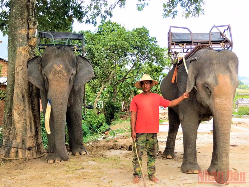 Đến nay, các hộ đồng bào dân tộc sinh sống bên hồ Lắk vẫn còn nuôi dưỡng được 17 con voi, một loại động vật quý hiếm và là một biểu tượng của Tây Nguyên cần được bảo tồn, gìn giữ. Trong thời gian ảnh hưởng dịch Covid-19, đàn voi không phục vụ du lịch mà được đưa về rừng chăn thả để sinh sống trong môi trường tự nhiên. 