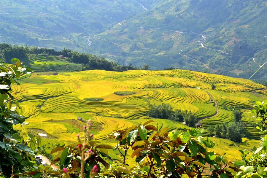 Lượn sóng như dòng nước vàng tuôn chảy. 