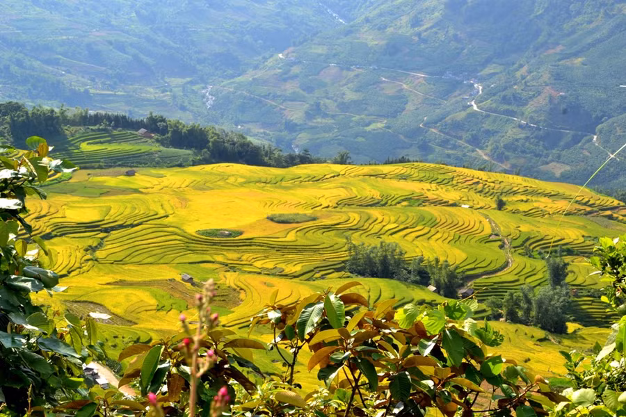 Lượn sóng như dòng nước vàng tuôn chảy. 