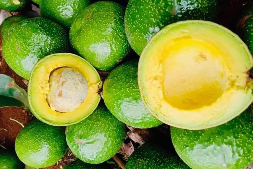 Đặc sản bơ Tây Nguyên về Đà Nẵng giảm giá sốc chỉ 15.000 đồng/kg. Ảnh: TT Đặc sản bơ Tây Nguyên về Đà Nẵng giảm giá sốc chỉ 15.000 đồng/kg. Ảnh: TT