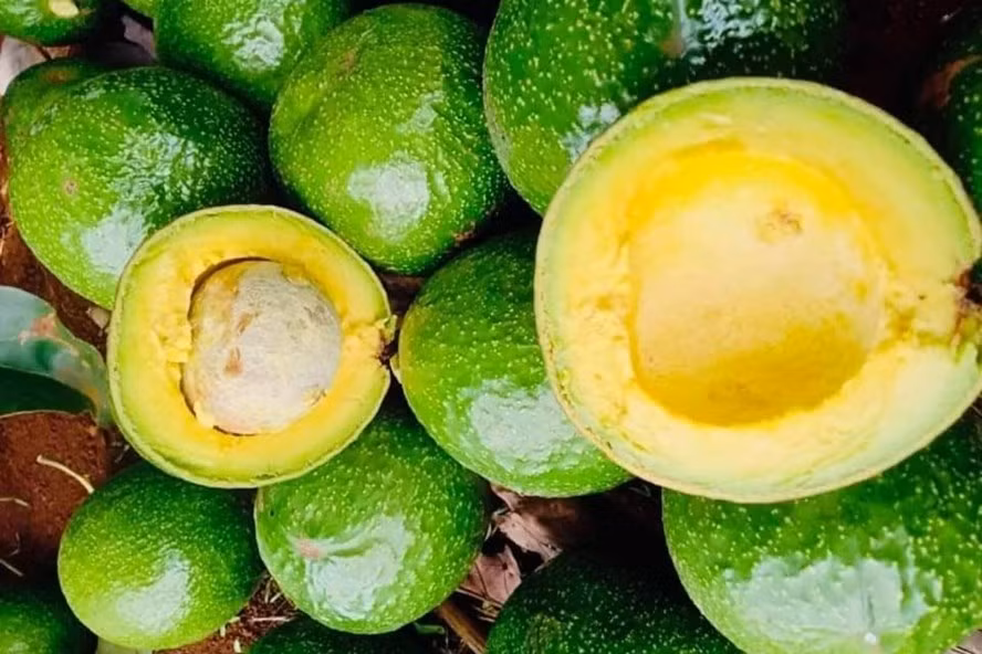 Đặc sản bơ Tây Nguyên về Đà Nẵng giảm giá sốc chỉ 15.000 đồng/kg. Ảnh: TT