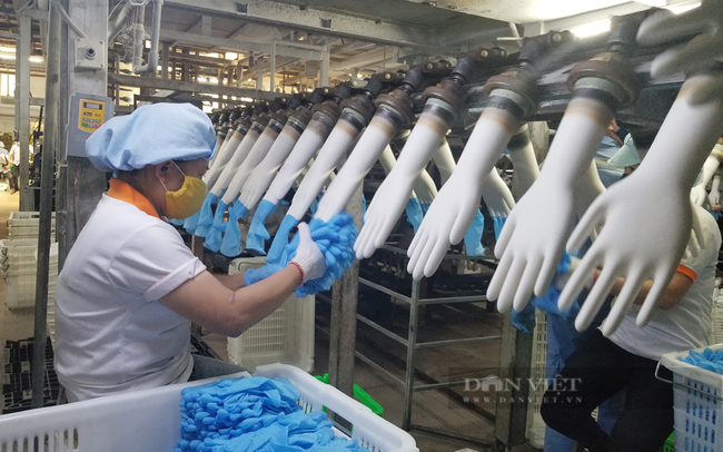 Sản xuất găng tay y tế ở Công ty CP VRG Khải Hoàn. Ảnh: Nguyên Vỹ