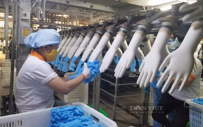 Sản xuất găng tay y tế ở Công ty CP VRG Khải Hoàn. Ảnh: Nguyên Vỹ