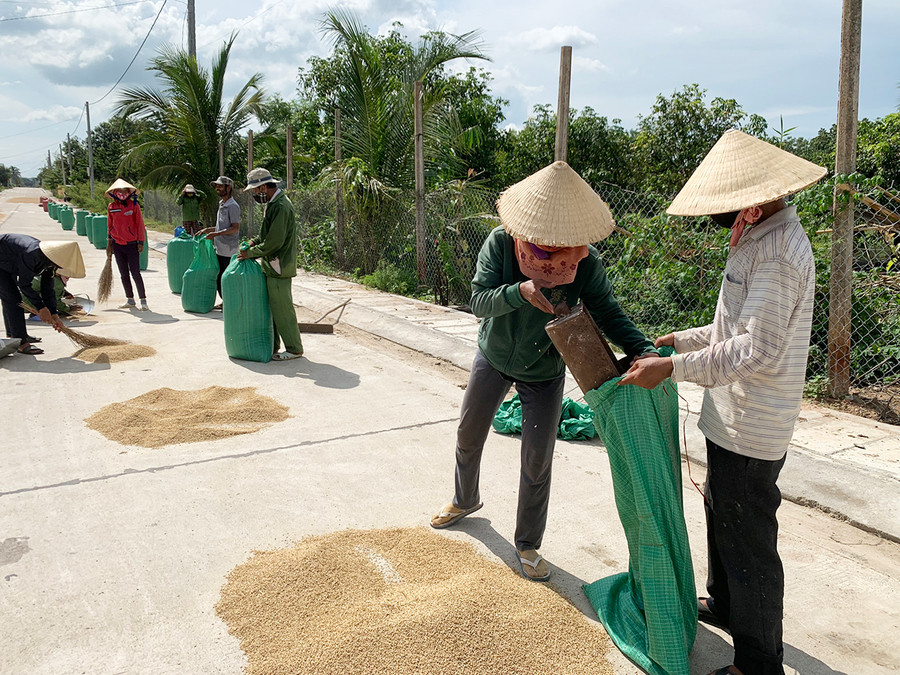 Nhiều hộ dân chọn giải pháp phơi lúa khô tích trữ chờ giá lên. Ảnh: Vũ Chi